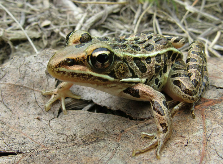 Pickerel Frog